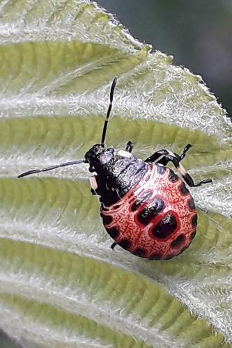 Pinthaeus sanguinipes